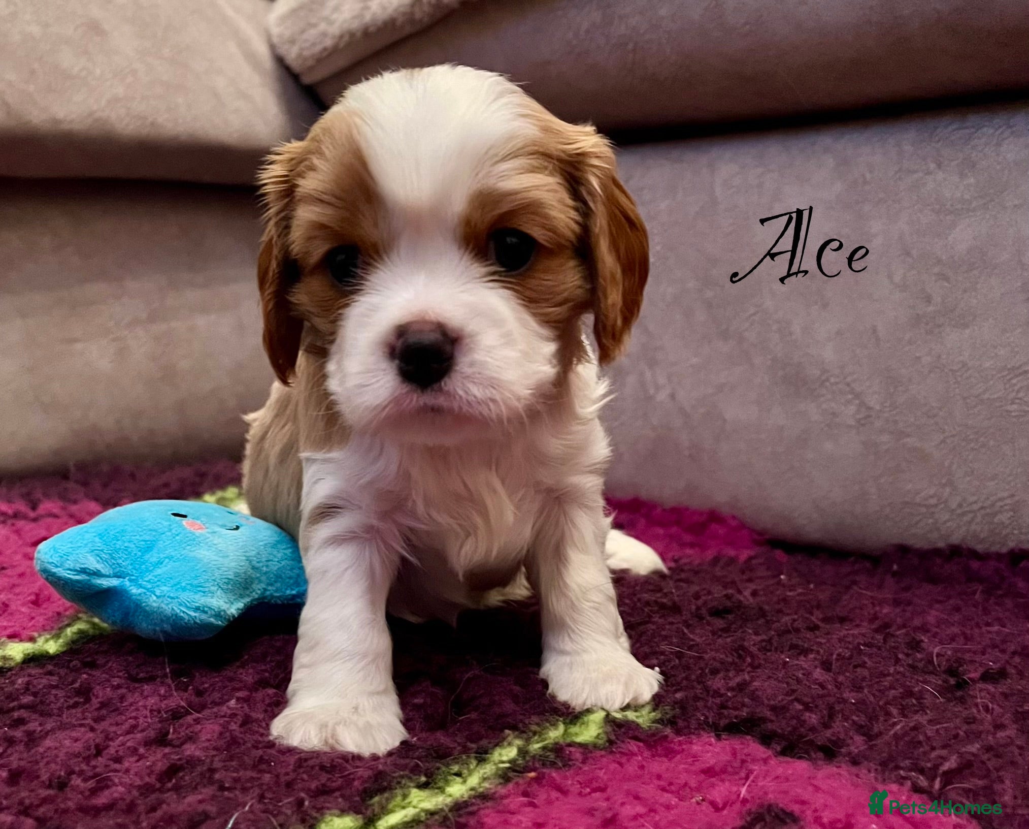Cavalier King Charles Spaniel dogs CKCS Puppies - KC Registered and Health Tested - Advert 14