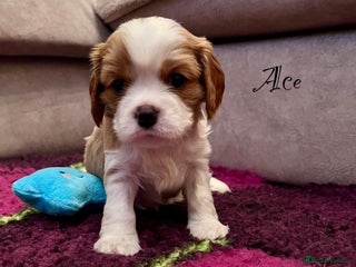 Cavalier King Charles Spaniel dogs CKCS Puppies - KC Registered and Health Tested - Advert 14