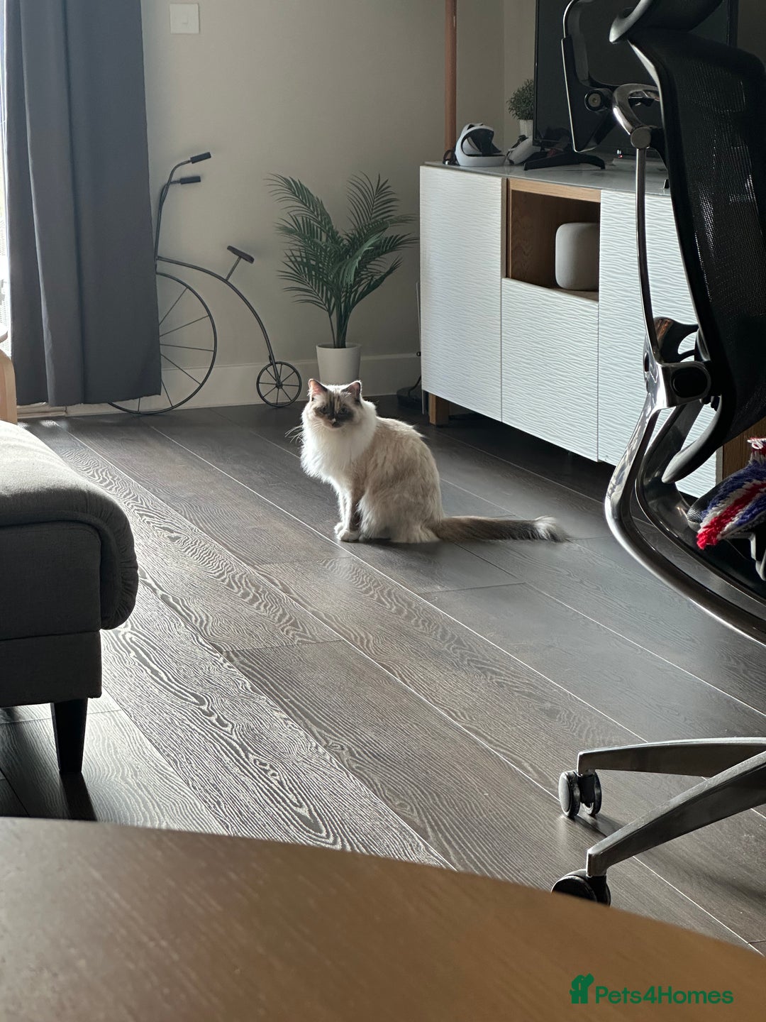 Ragdoll cats for sale: Playful Indoor Cat Kiki-Fully Vaccinated & Healthy - Image 6