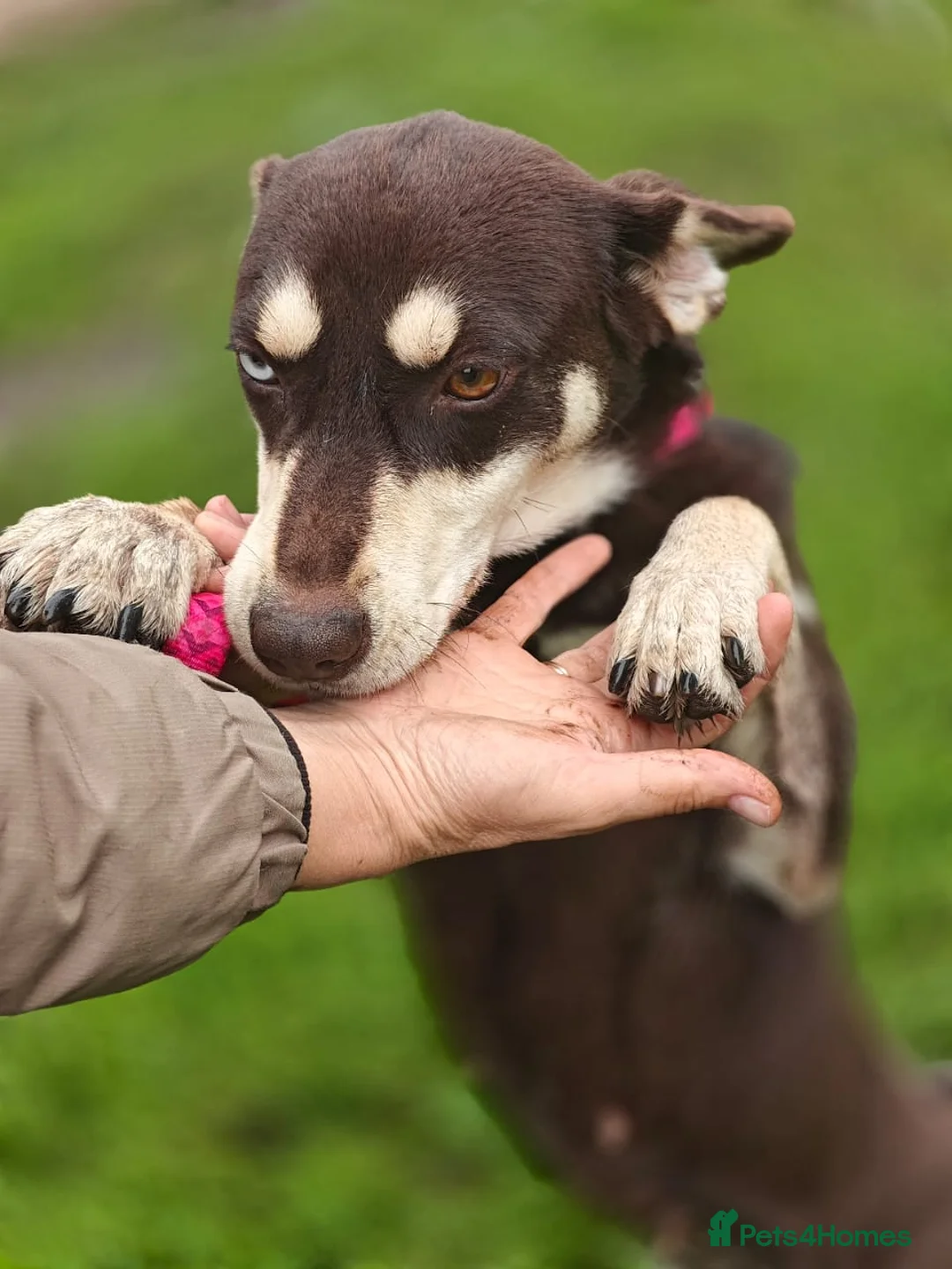 Mixed Breed dogs for adoption: ❤️Azara❤️: 3-year-old small-to-low-medium girl  - Advert 18
