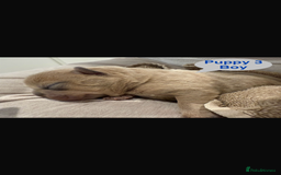 Mixed Breed dogs for sale: French chow puppies  - Image 6