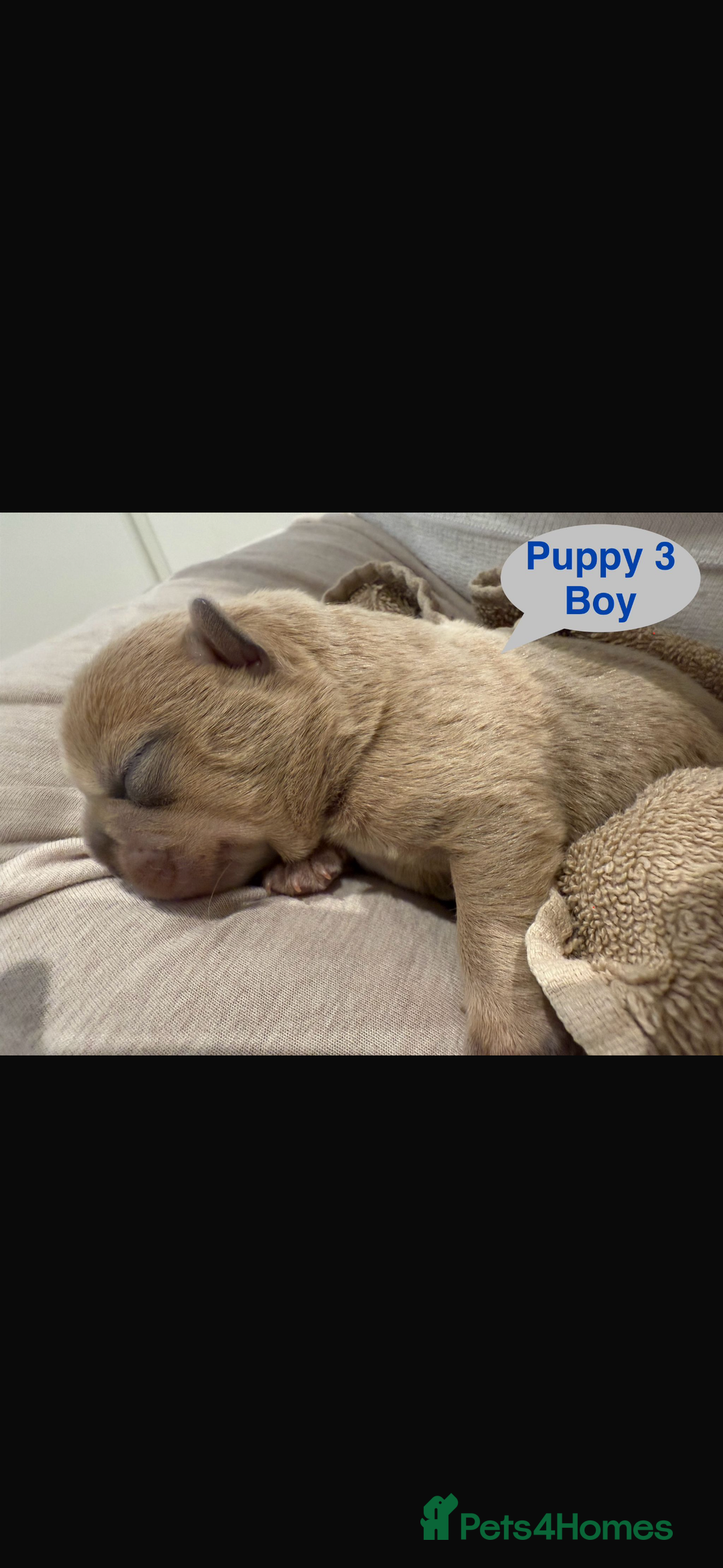 Mixed Breed dogs for sale: French chow puppies  - Image 6