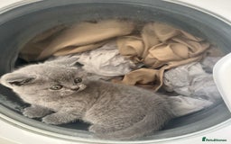 British Shorthair cats for sale: British short hair boys - Image 13