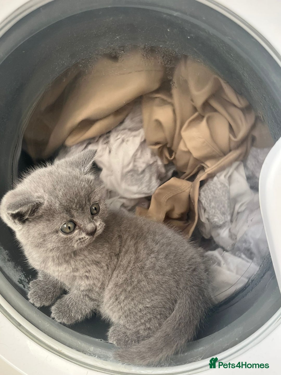 British Shorthair cats for sale: British short hair boys - Image 13