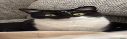 Mixed Breed cats for sale: Cat for sale in Newport - Advert 4