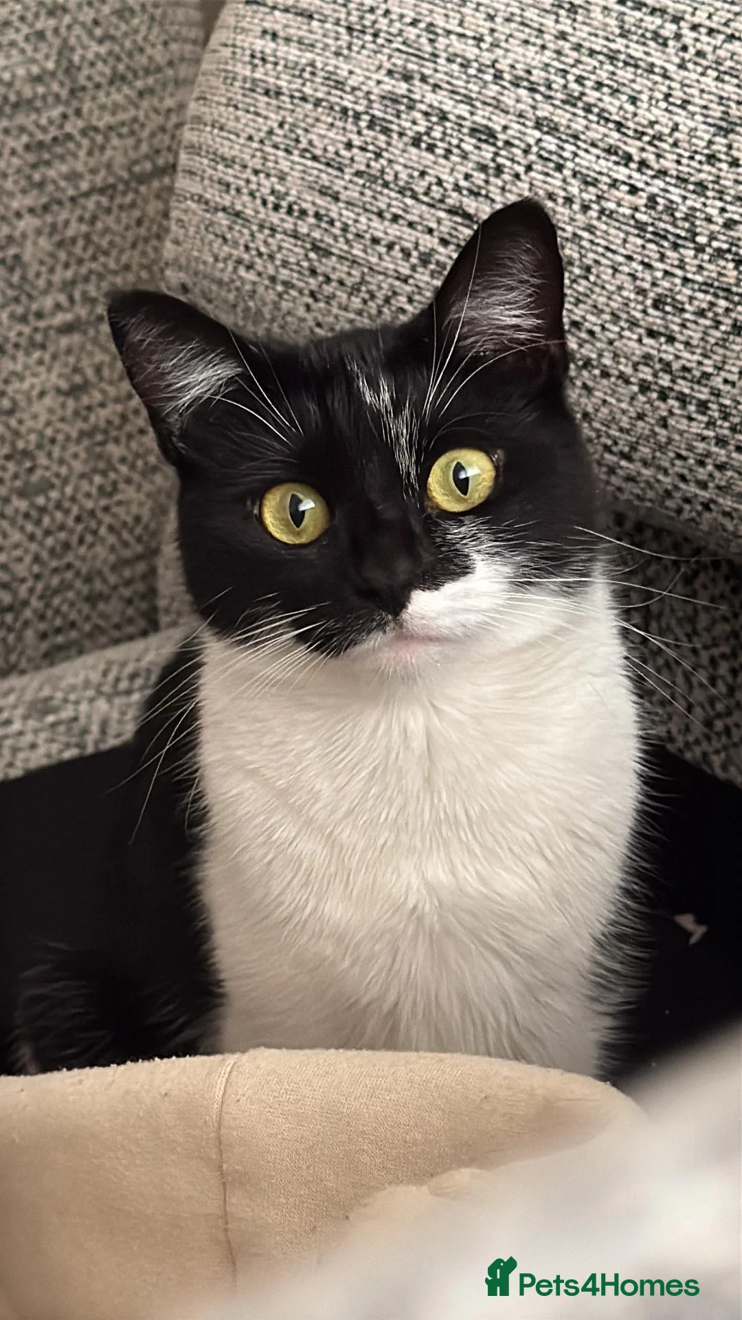 Mixed Breed cats for sale: Cat for sale in Newport - Advert 4
