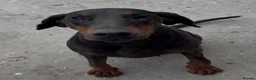 Dobermann dogs for sale: Female Doberman - Advert 2
