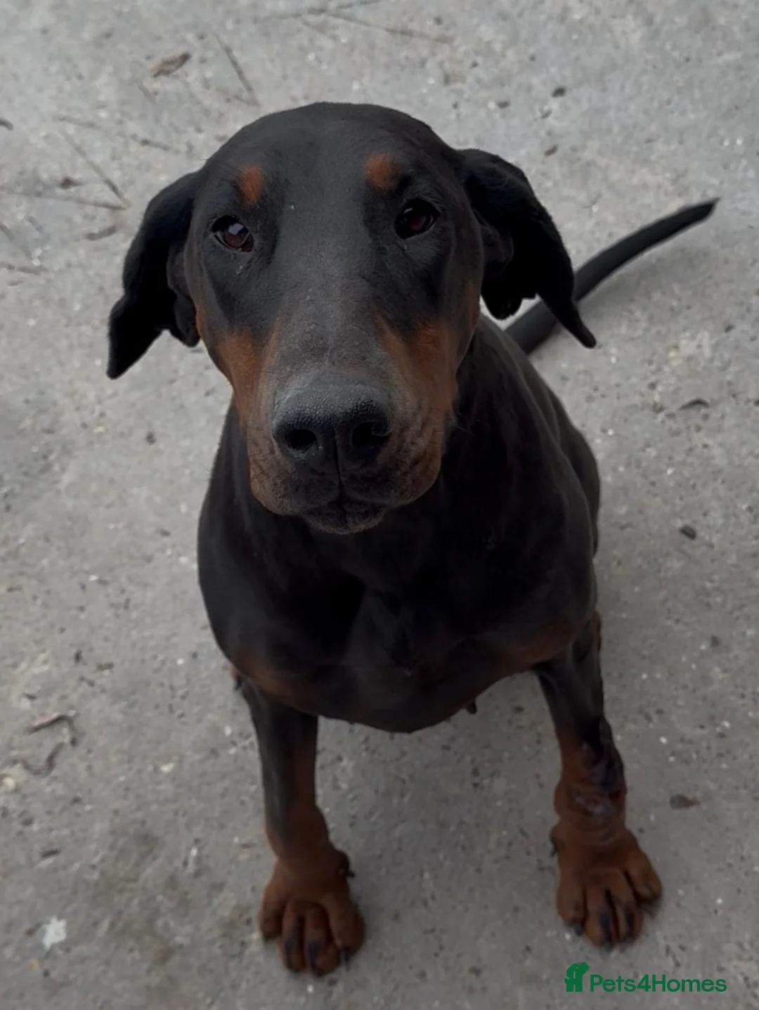 Dobermann dogs for sale: Female Doberman - Advert 2