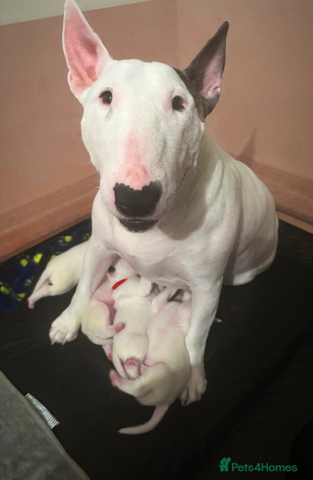 English Bull Terrier dogs for sale: Adorable English Bull Terrier Puppies - Image 18