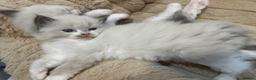 Ragdoll cats for sale: Pure Ragdoll Kittens - Advert 9