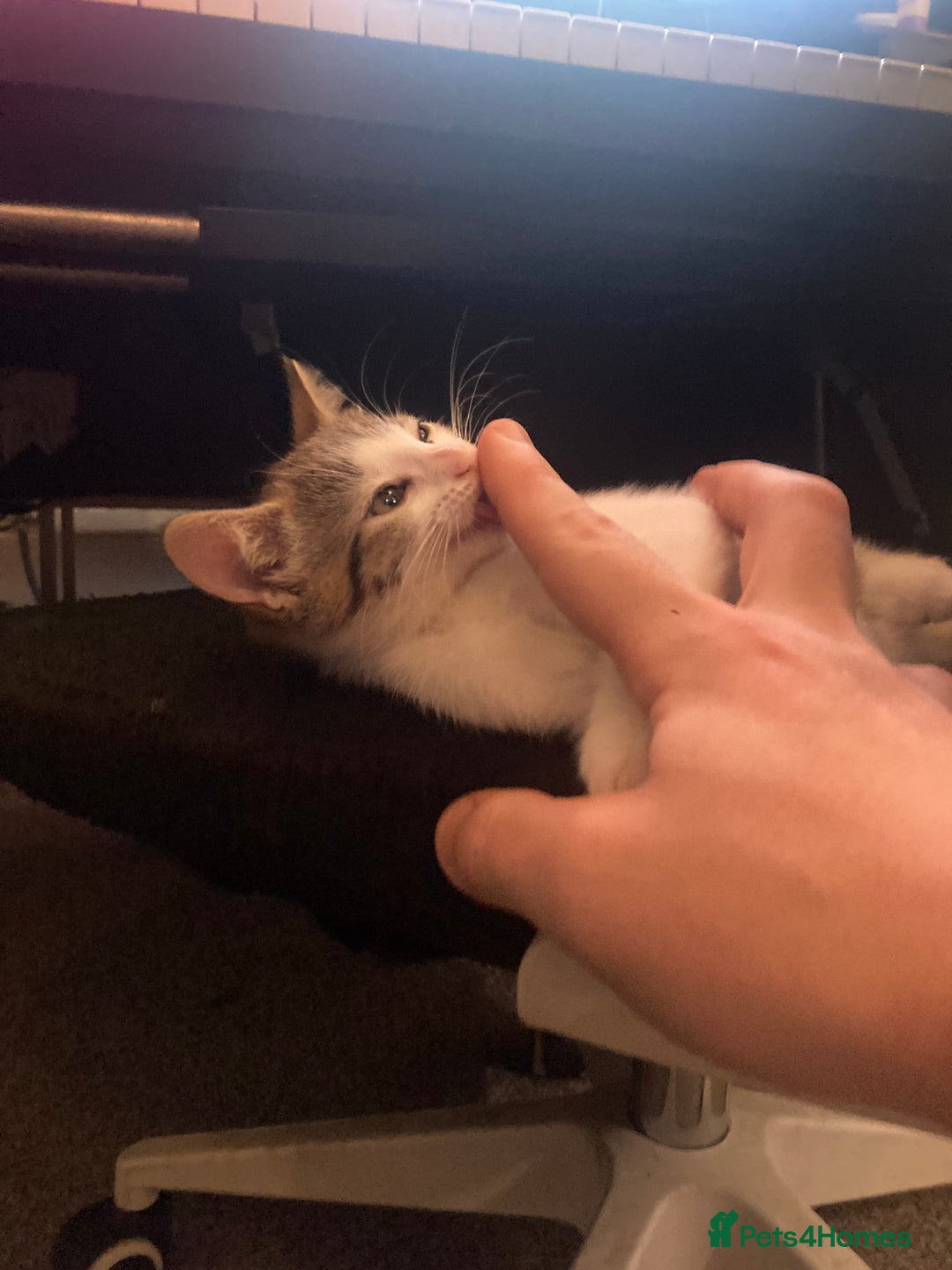 European cats for sale: 4 Cute & Cuddly Kittens Ready For Forever Home - Image 19