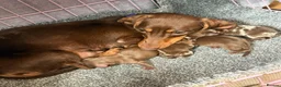 Miniature Dachshund dogs for sale: Miniture dachshund puppies  - Advert 2