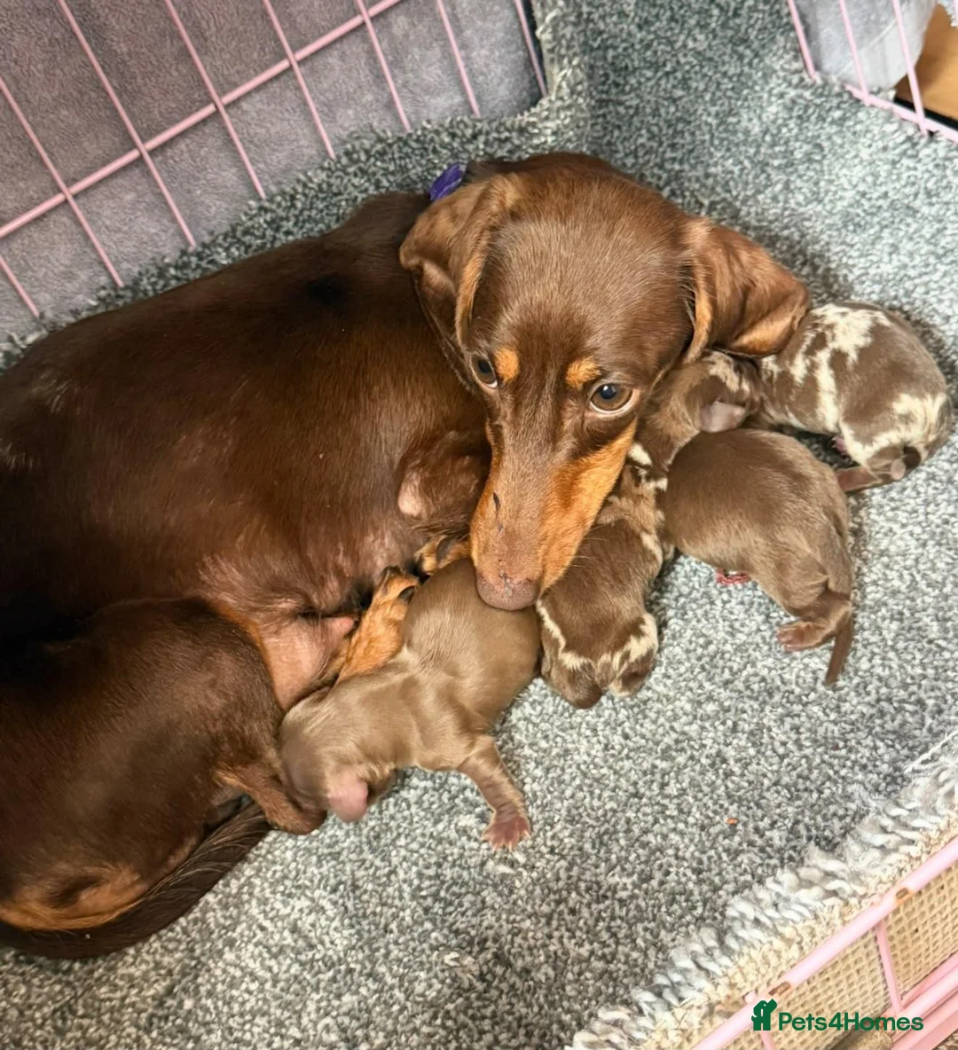 Miniature Dachshund dogs for sale: Miniture dachshund puppies  - Advert 2