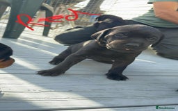 Mixed Breed dogs for sale: Vizsla/rottweiler - Image 5