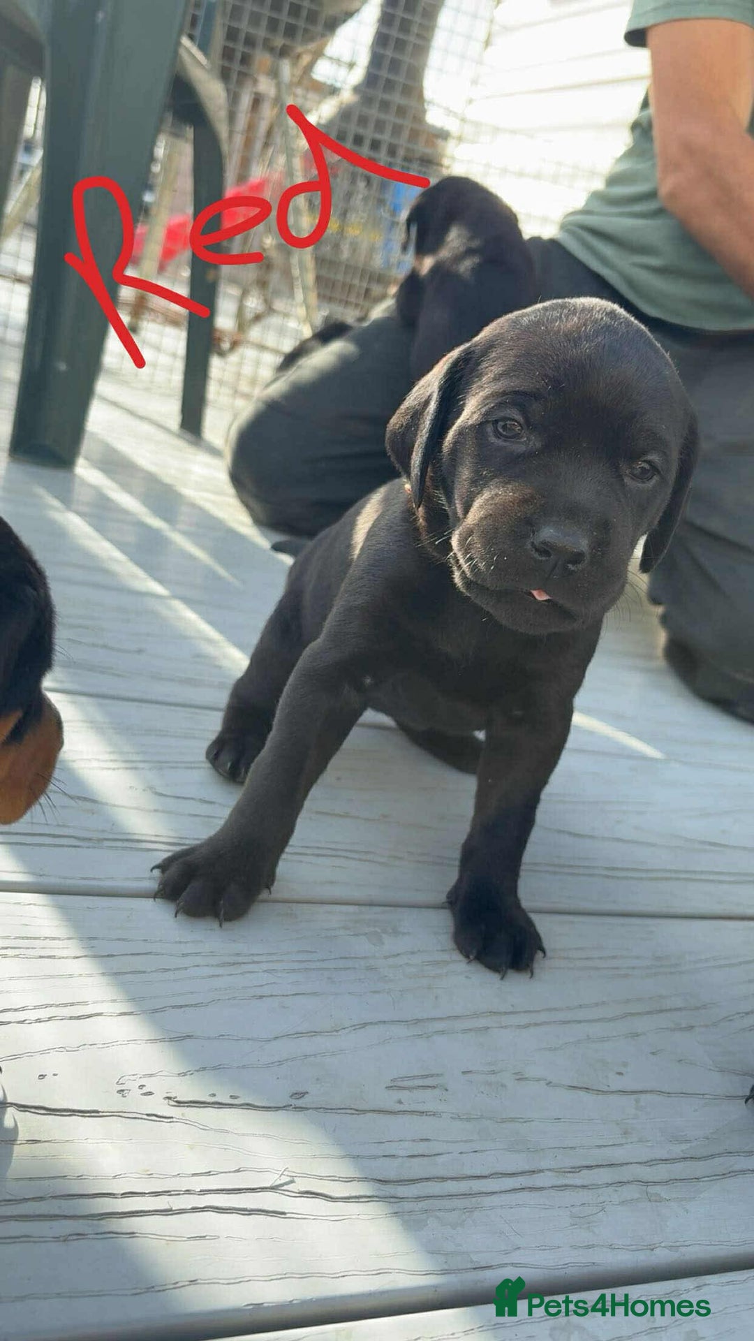 Mixed Breed dogs for sale: Vizsla/rottweiler - Image 5