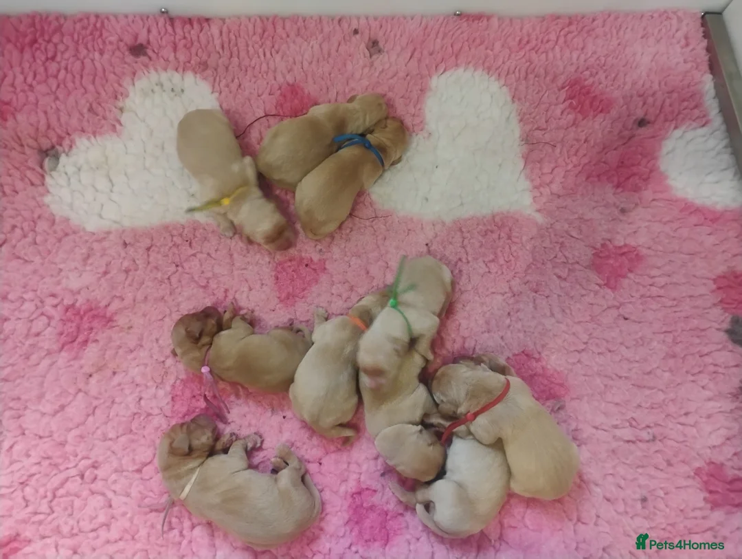 Labrador Retriever dogs for sale: Labrador puppies KC Fully health tested parents  - Advert 5