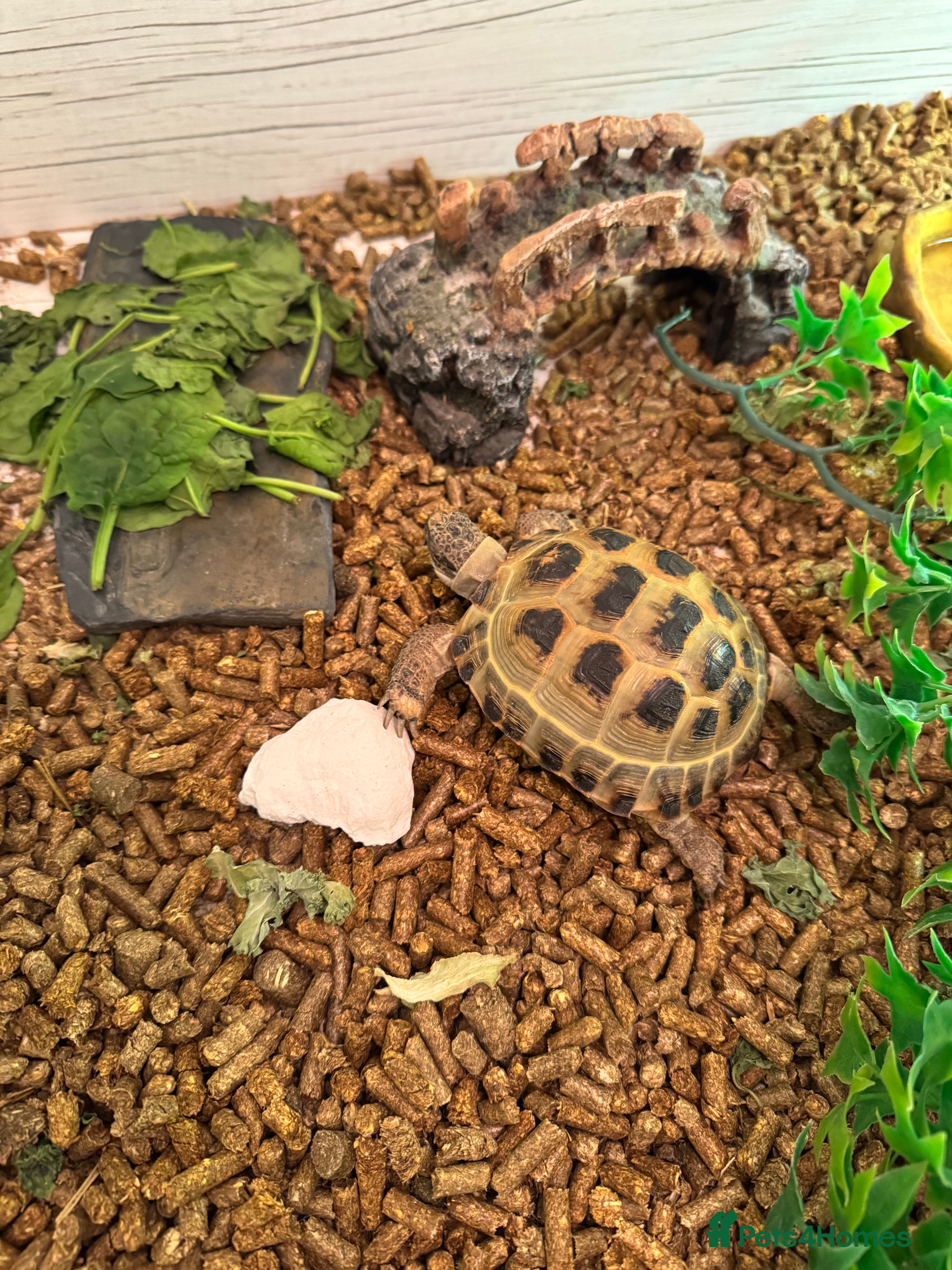 Tortoise reptiles Horsefeild Tortoise (2 and a half years old) - Advert 1