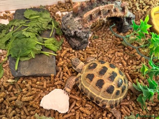 Tortoise reptiles Horsefeild Tortoise (2 and a half years old) - Advert 1