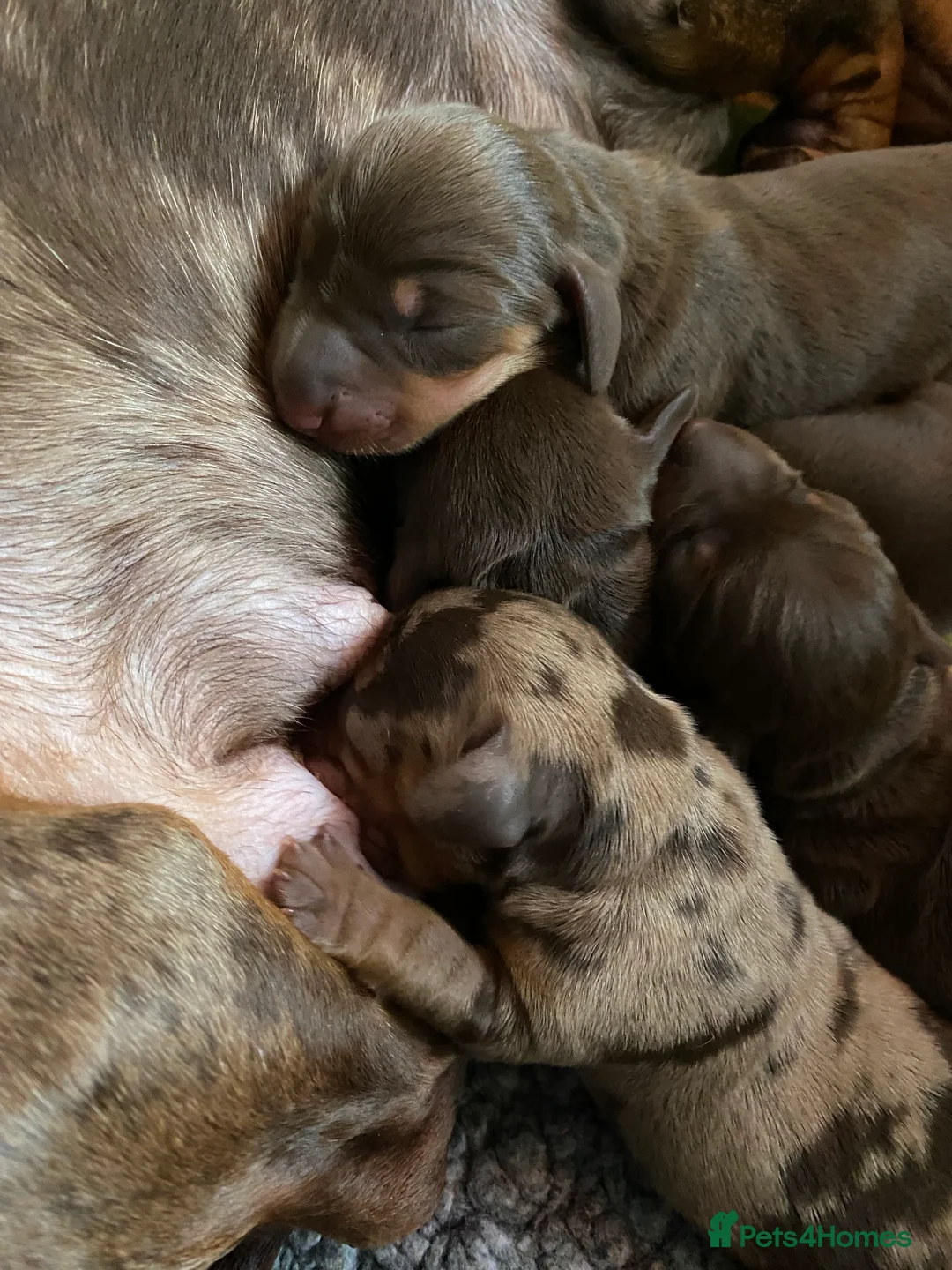 Miniature Dachshund dogs for stud: PROVEN MINIATURE DACHSHUND STUD in Faringdon - Advert 11