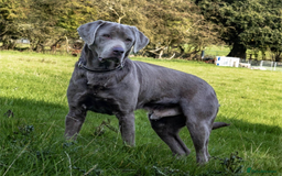 Labrador Retriever dogs for sale: Chocolate Labrador pups  - Image 2