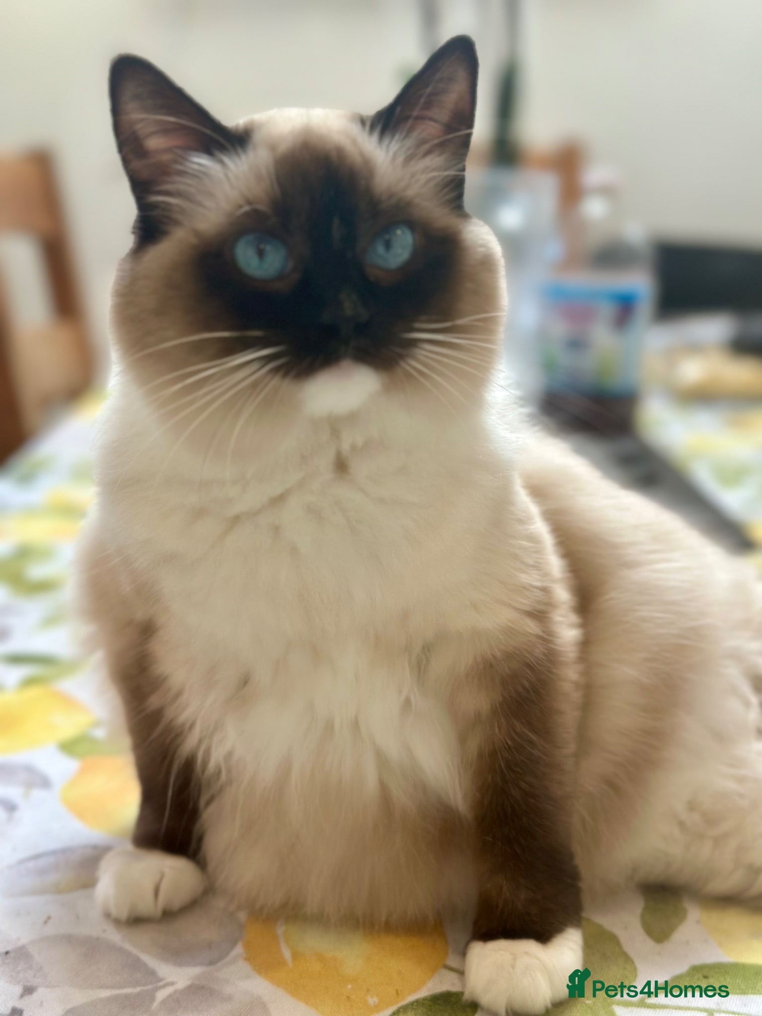 Ragdoll cats for sale: Ragdoll TICA queen - Advert 1