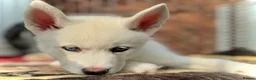 Siberian Husky dogs for sale: Beautiful puppies  - Advert 24