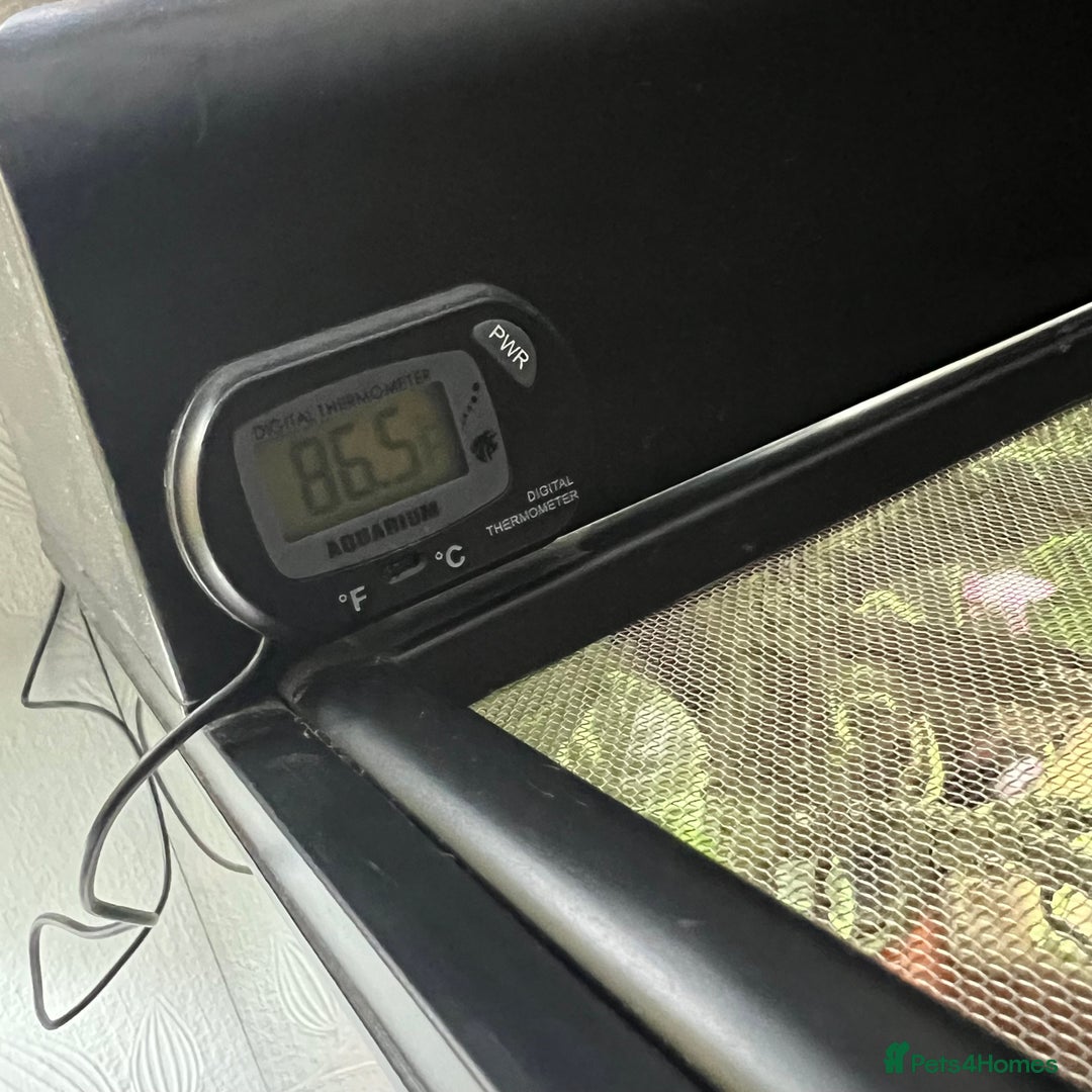 Leopard Gecko reptiles for sale: Leopard gecko & full set up exo terra 45x45x30cm.  - Image 8