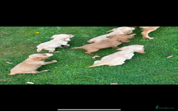 Cocker Spaniel dogs for sale: Our beautiful cocker spaniel pups for sale - Image 2