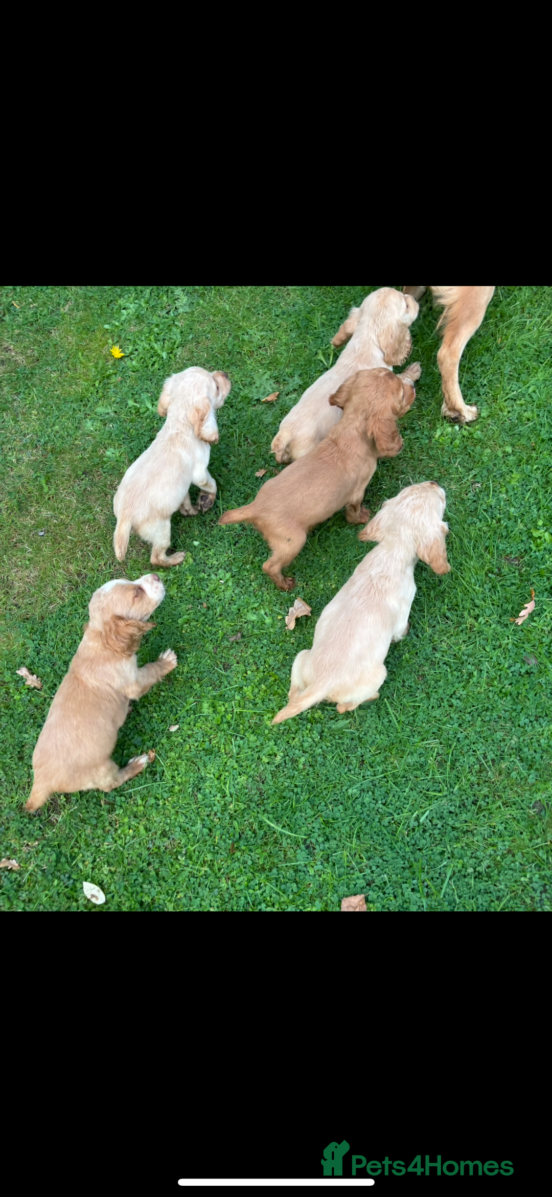 Cocker Spaniel dogs for sale: Our beautiful cocker spaniel pups for sale - Image 2