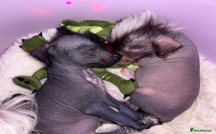 Chinese Crested dogs - Advert 1