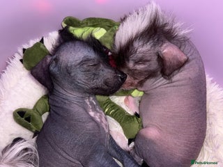 Chinese Crested dogs - Advert 35