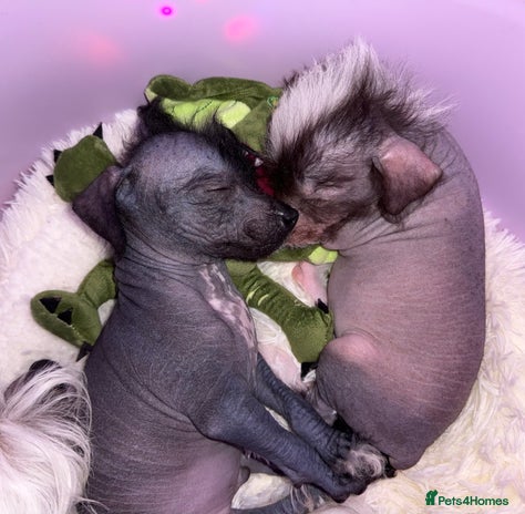 Chinese Crested dogs - Advert 1