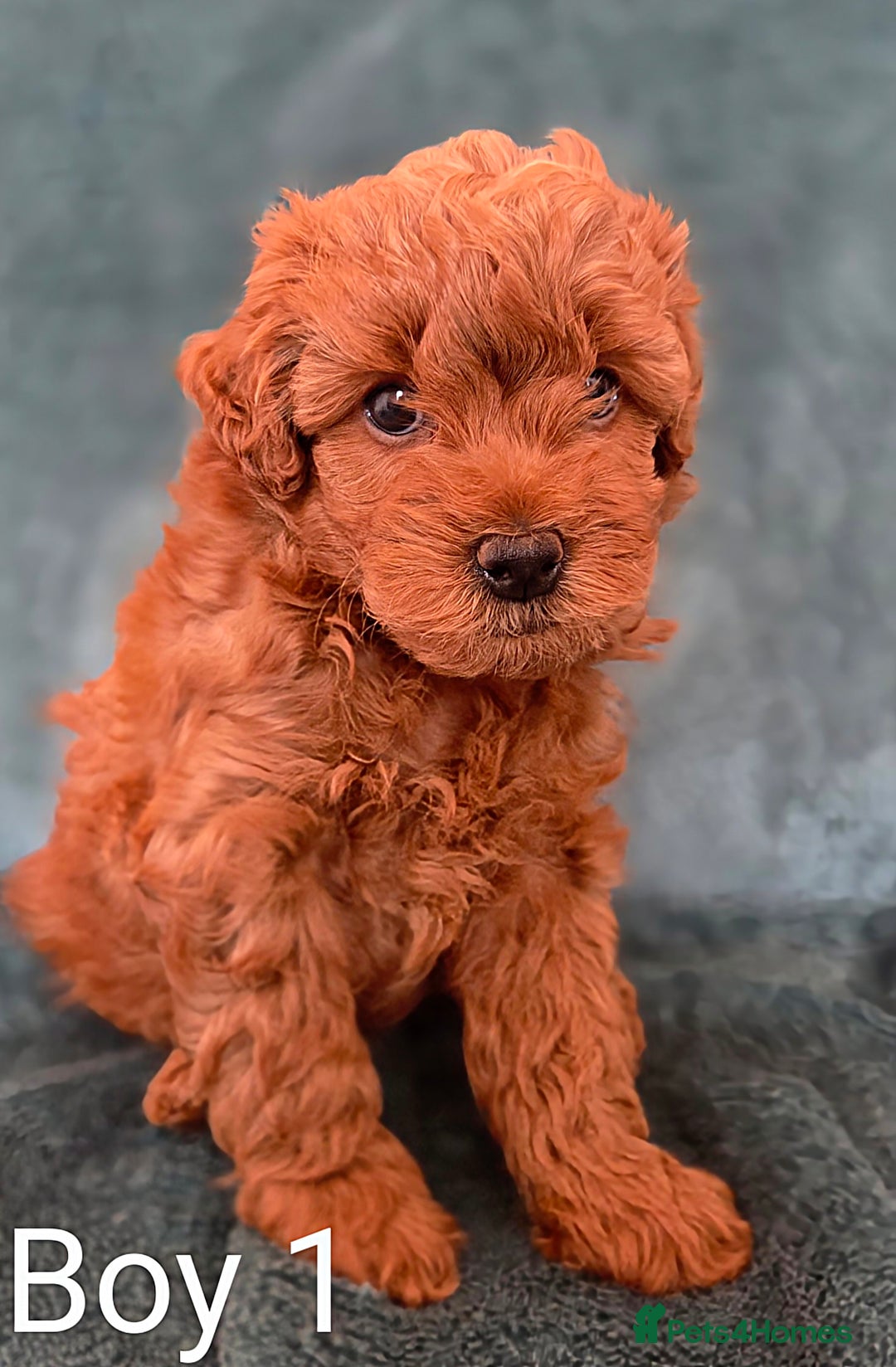 Maltipoo dogs for sale: RED TOY MALTIPOO - Image 2