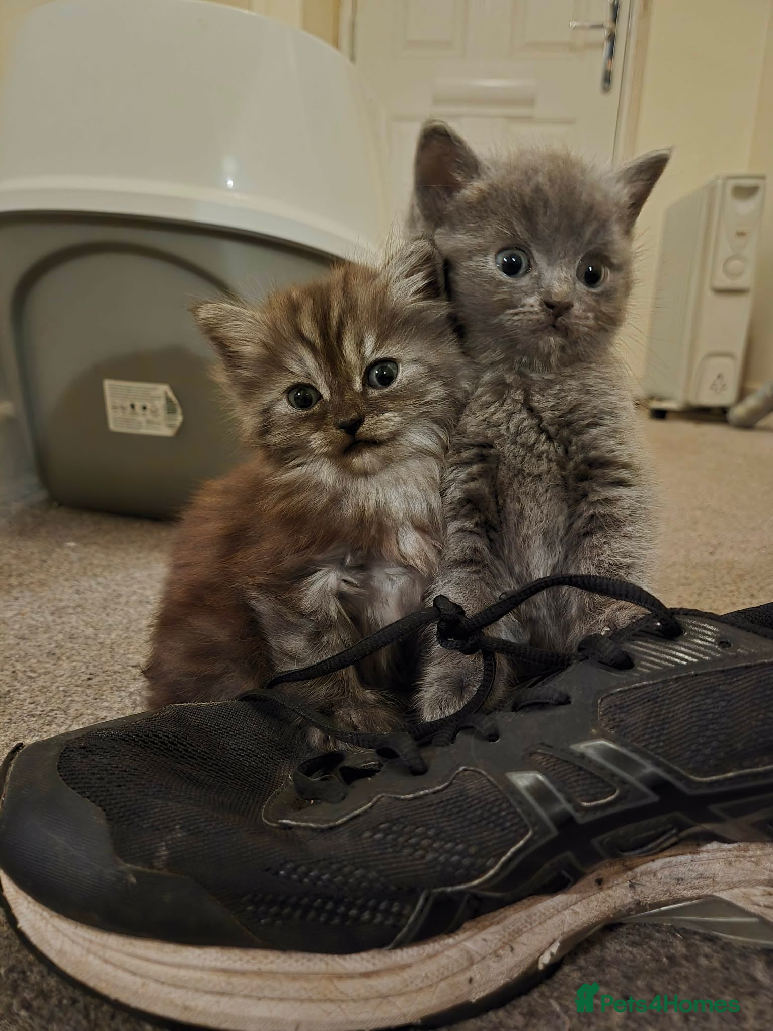 Persian cats Grey kitten only - Advert 8