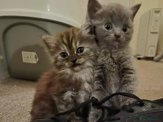 Persian cats Grey kitten only - Advert 9