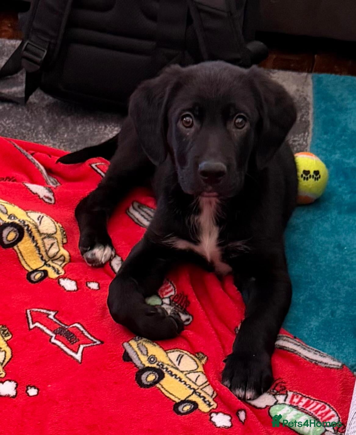 Mixed Breed dogs Miniature Marvel: 12-Week-Old Male Border Collie  - Advert 8