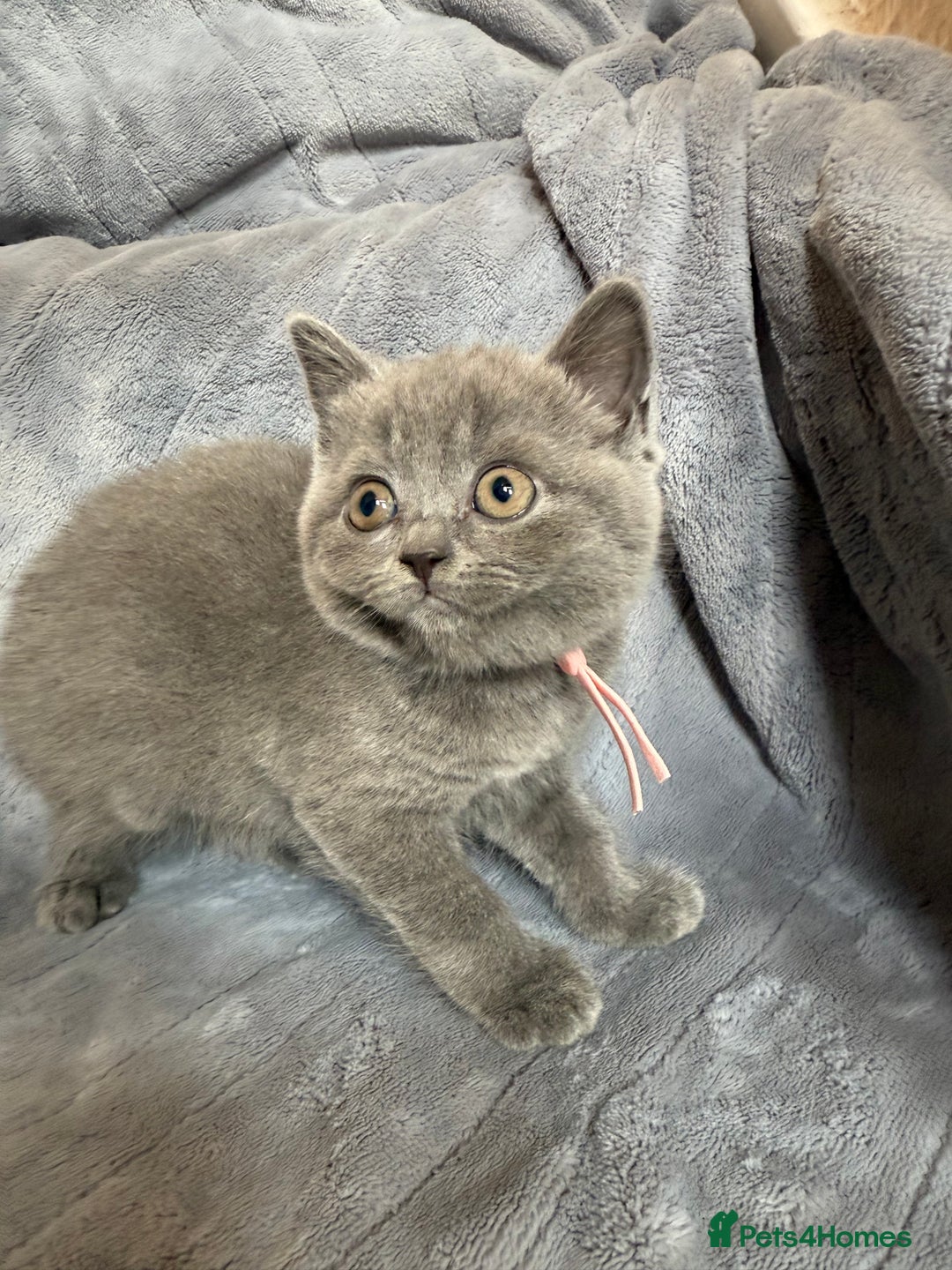 British Shorthair cats for sale: Beautiful British short haired /British long hair  - Image 14