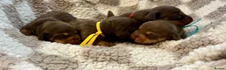 Miniature Dachshund dogs for sale: 🐾 STUNNING DNA TEST MINIATURE DACHSHUND PUPPIES  - Advert 4