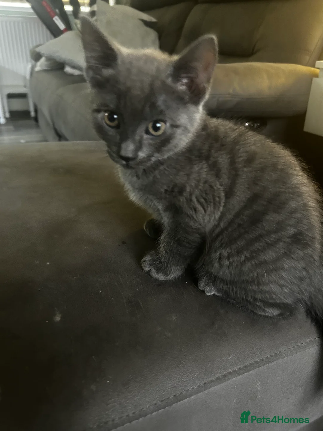 Mixed Breed cats for sale: Kittens - Advert 2