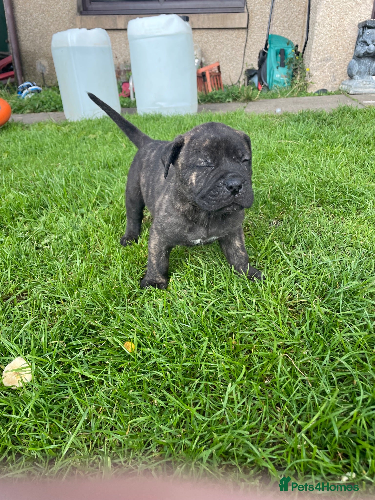 Mixed Breed dogs Boerboel molasses  - Advert 1