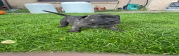 Mixed Breed dogs for sale: Boerboel molasses  - Advert 1