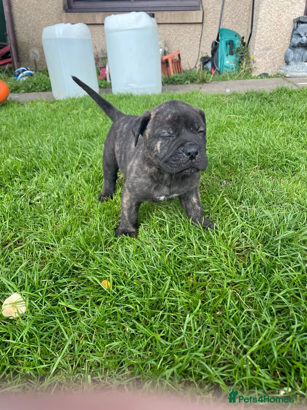 Mixed Breed dogs for sale: Boerboel molasses  - Advert 1