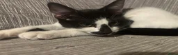Mixed Breed cats for sale: Lottie - Advert 4