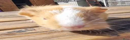 Guinea Pig rodents for sale: Beautiful Baby guinea pigs for sale  - Advert 12