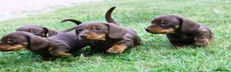 Miniature Dachshund dogs for sale: KC reg Chocolate miniature smooth puppies - Advert 2