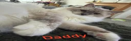 Ragdoll cats for sale: Kitten Ragdoll cat blue point  - Advert 2