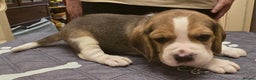 Beagle dogs for sale: KC registered Beagle pups, Rare Blue tri & tri - Advert 18