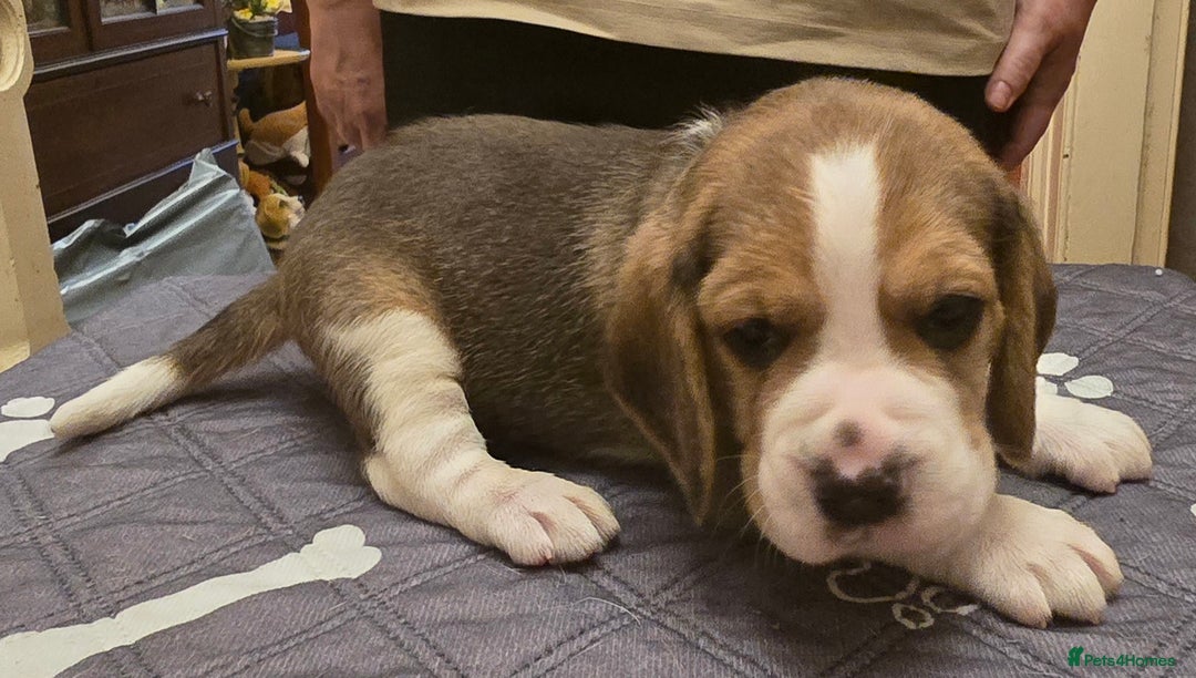 Beagle dogs for sale: KC registered Beagle pups, Rare Blue tri & tri - Advert 18