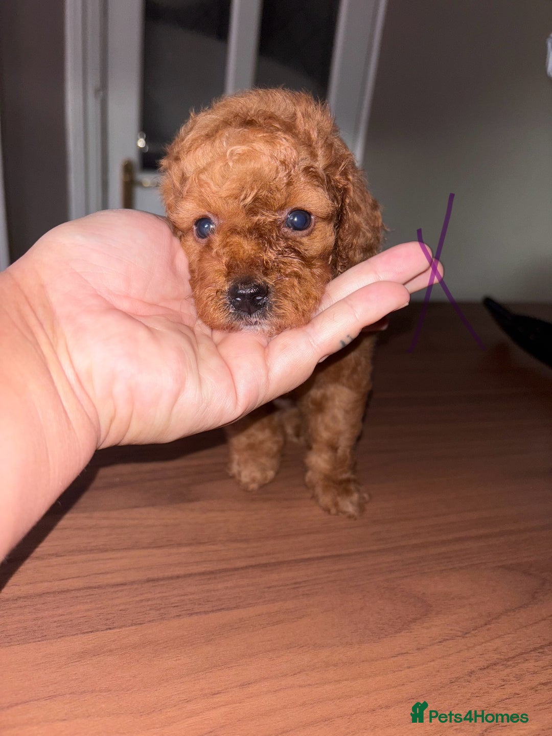 Cockapoo dogs for sale: Health tested Toy Cockapoo’s  - Advert 4