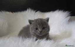 British Shorthair cats for sale: GCCF CHAMPION SIRED BRITISH SHORTHAIR KITTENS - Image 5